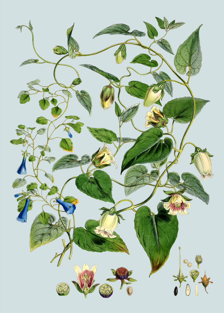 Gracilis, Codonopsis Javanica & Inflata