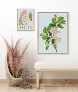 Magnolia Campbellii & Rheum Nobile