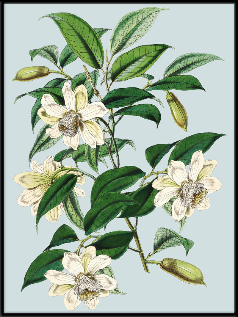 Michelia Cathcartii