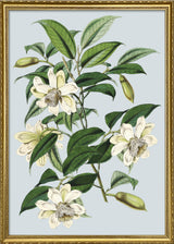 Michelia Cathcartii