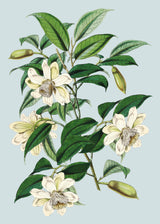 Michelia Cathcartii