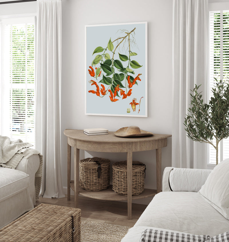 Aeschynanthus Peelii