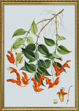 Aeschynanthus Peelii