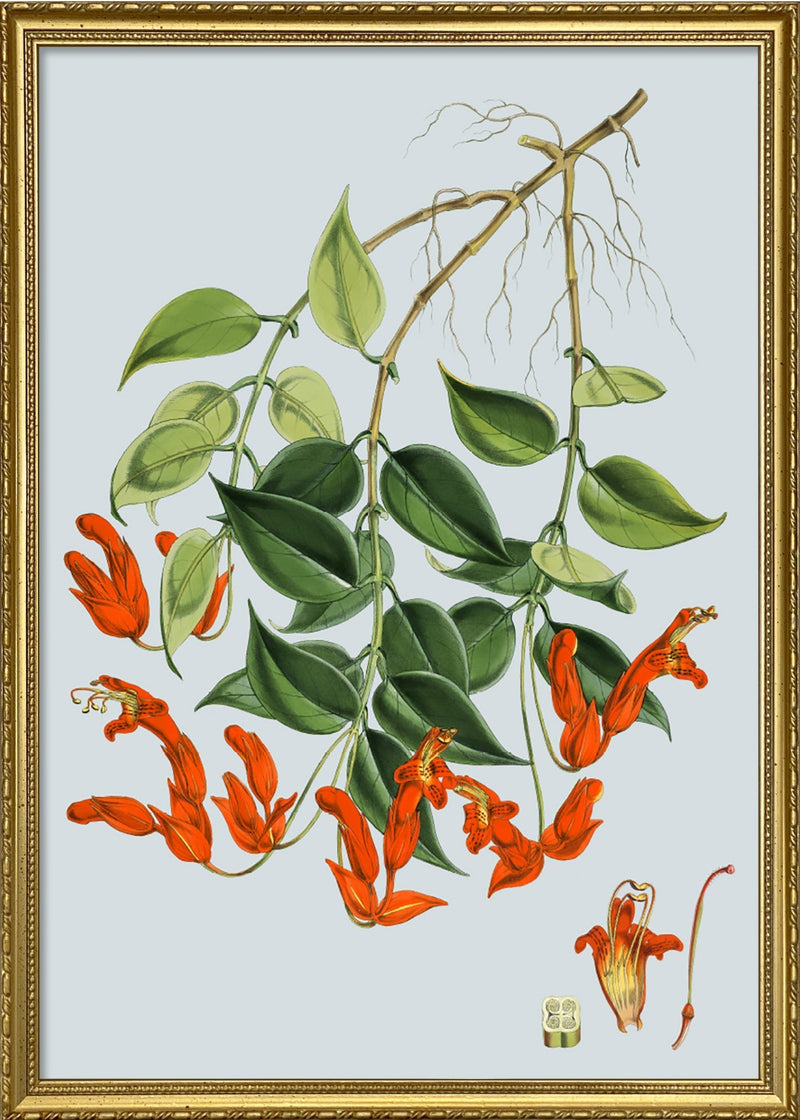 Aeschynanthus Peelii
