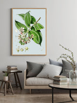 Duabanga Sonneratioides