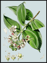 Duabanga Sonneratioides