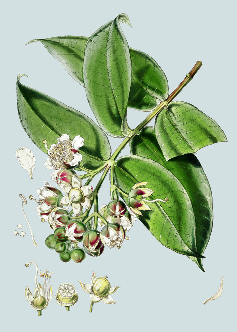 Duabanga Sonneratioides