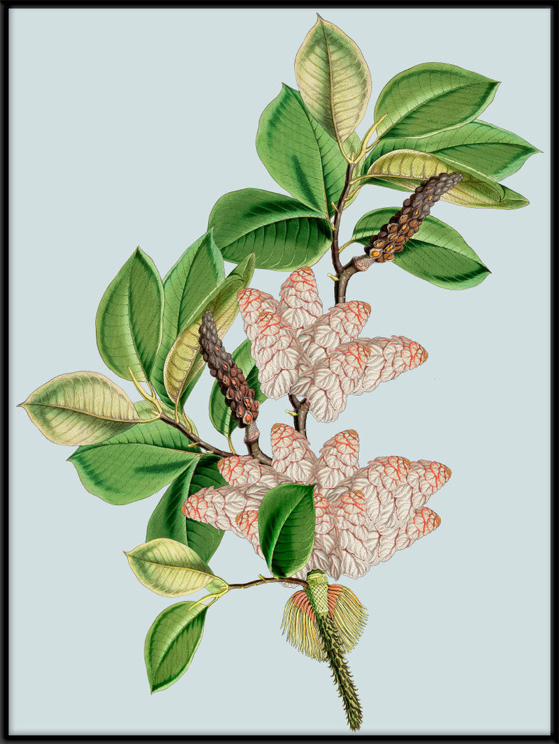 Magnolia Campbellii & Rheum Nobile