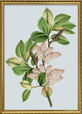Magnolia Campbellii & Rheum Nobile