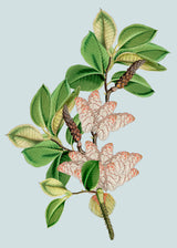 Magnolia Campbellii & Rheum Nobile