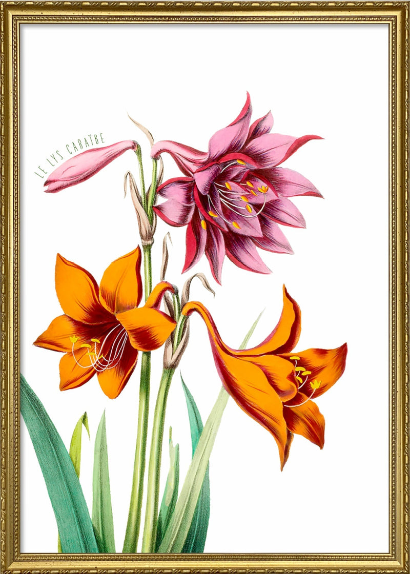 Le Lys Caraïbe