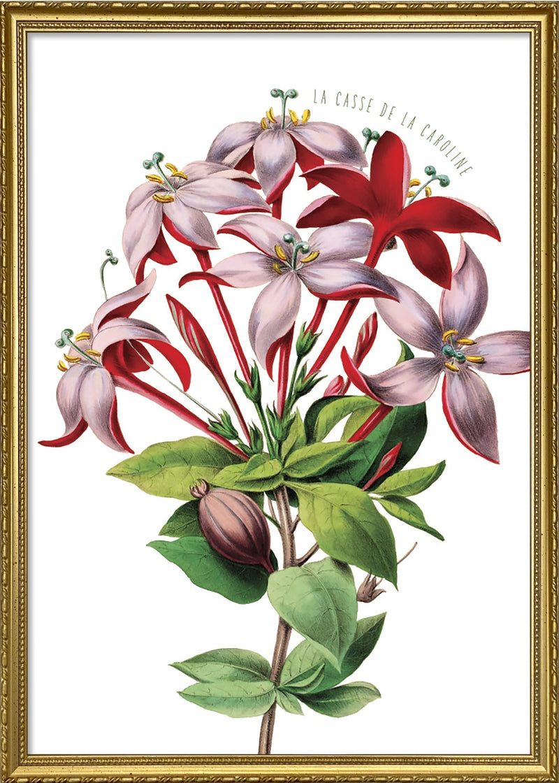 La casse de la Caroline