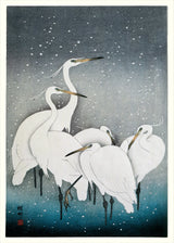 Snowy Herons - Outlet