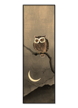 Japanese Owl