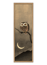 Japanese Owl