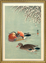 Mandarin ducks