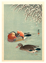 Mandarin ducks