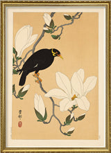 Myna bird on magnolia branch