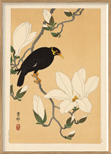 Myna bird on magnolia branch