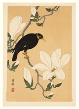 Myna bird on magnolia branch