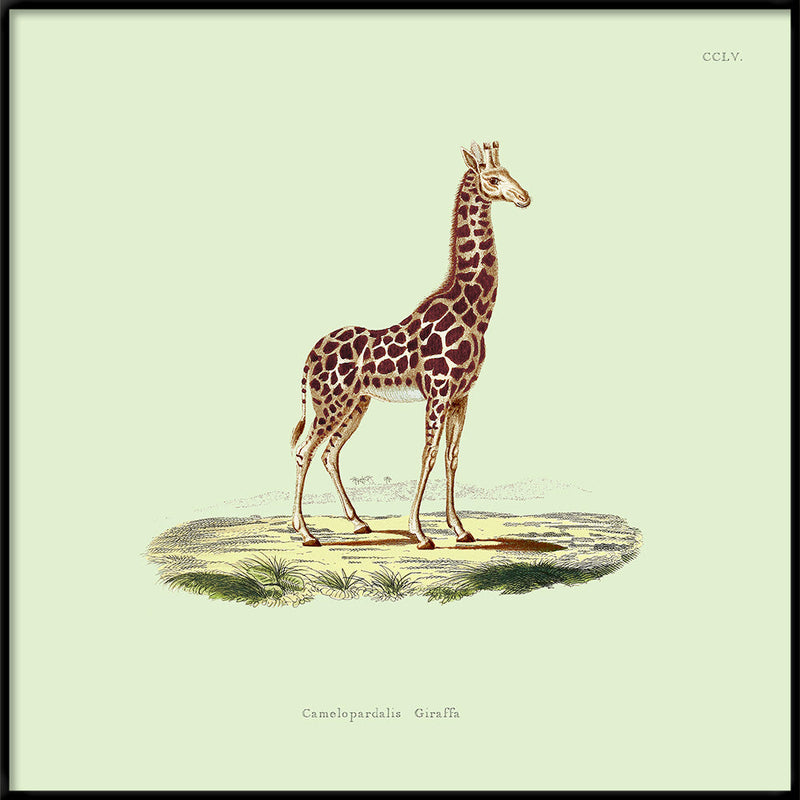 Giraffe