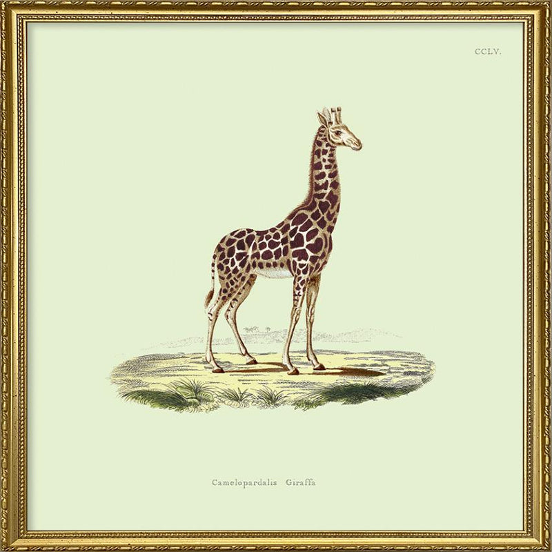 Giraffe
