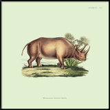 Rhino