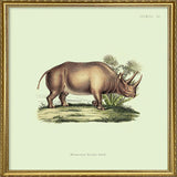 Rhino