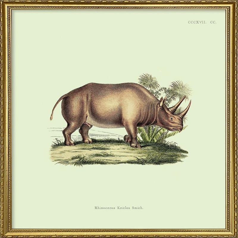 Rhino