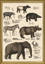 Elephant and Friends