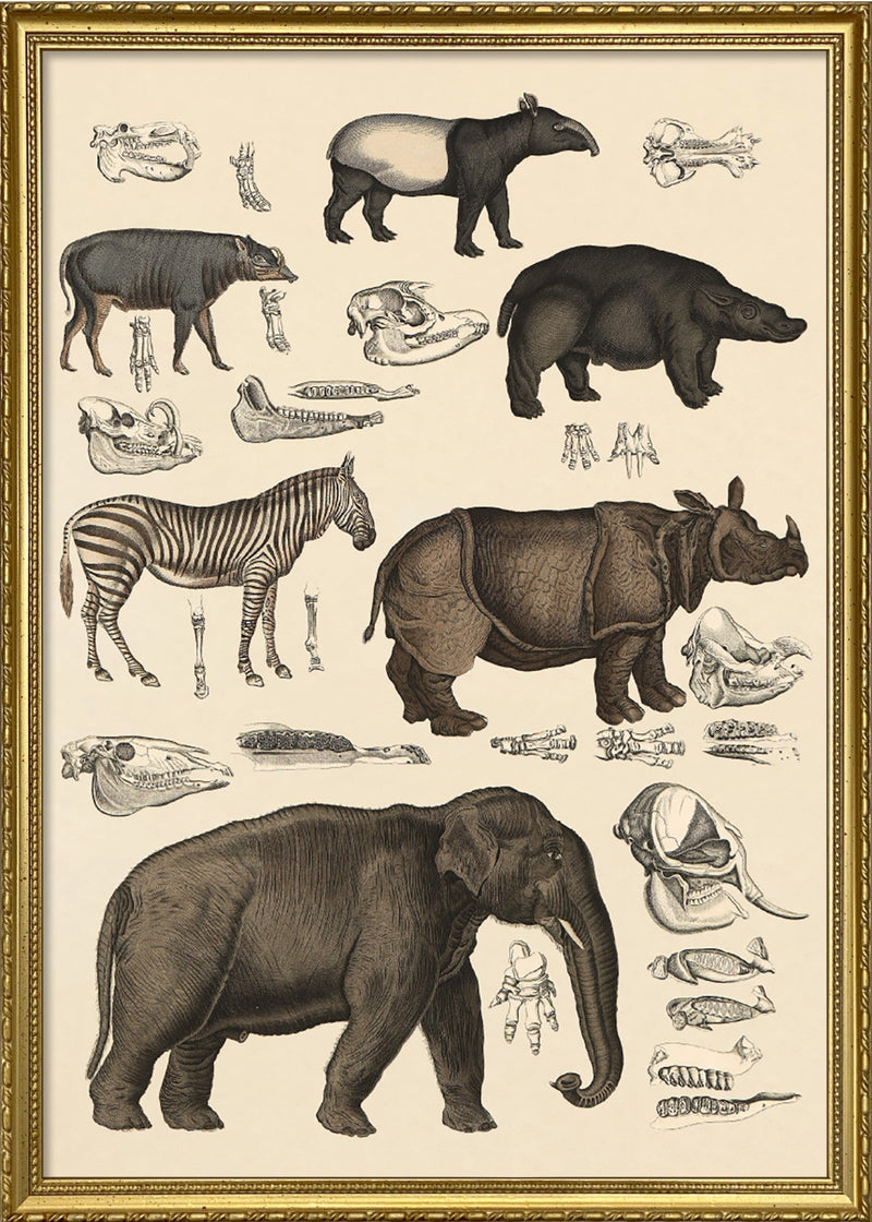 Elephant and Friends