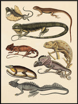 Lizard and Friends II