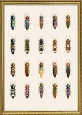 Coleoptera II