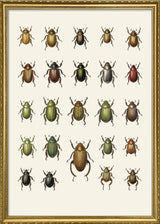 Coleoptera IX