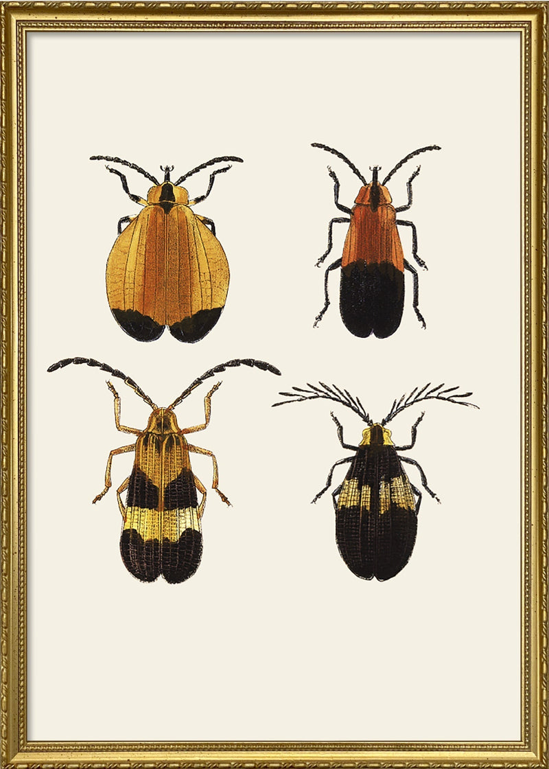 Coleoptera III detail