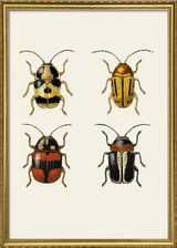 Coleoptera IV detail