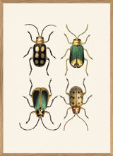 Coleoptera VII detail