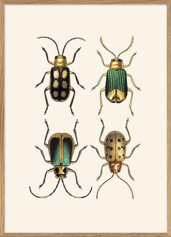 Coleoptera VII detail