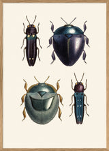 Coleoptera VIII detail