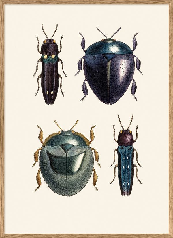 Coleoptera VIII detail