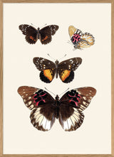 Rhopalocera II detail