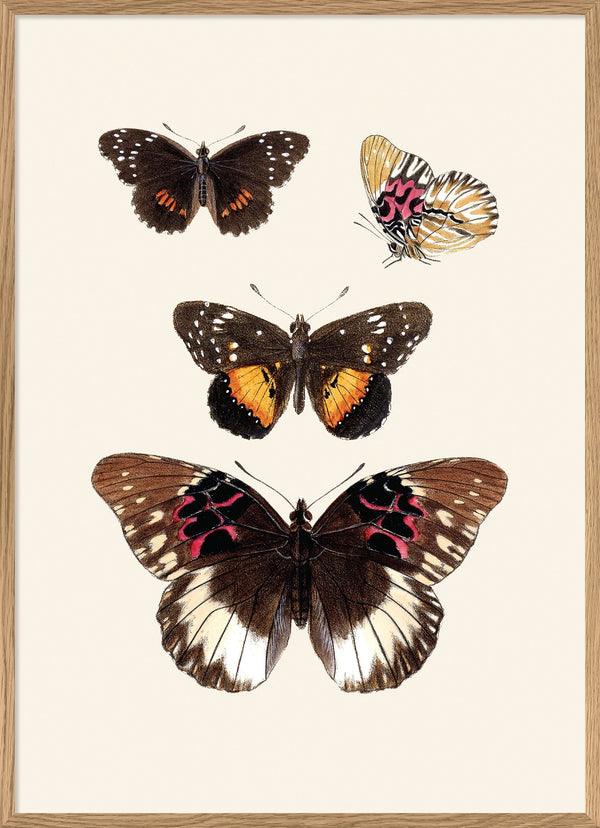 Rhopalocera II detail