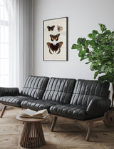 Rhopalocera II detail