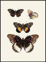 Rhopalocera II detail