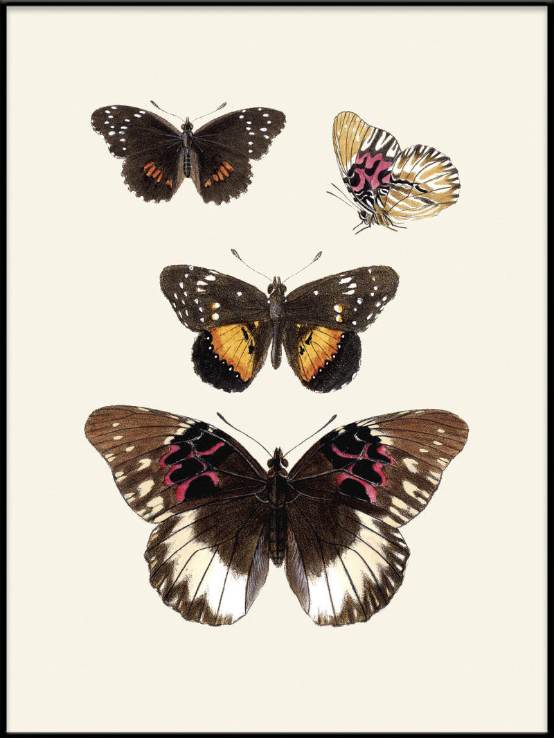 Rhopalocera II detail