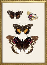 Rhopalocera II detail