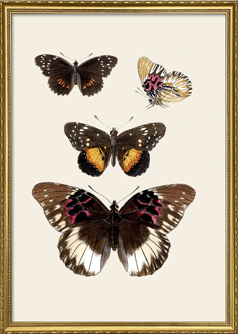 Rhopalocera II detail