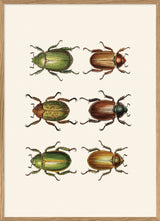 Coleoptera IX detail