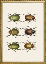 Coleoptera IX detail