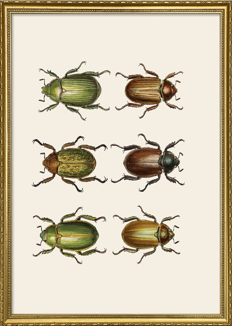 Coleoptera IX detail